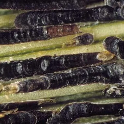 thumbnail for publication: Black Thread Scale, Ischnaspis longirostris (Signoret) (Insecta: Hemiptera: Diaspididae)